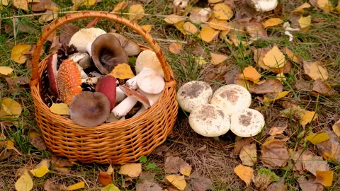 Bad mushrooms in the forest. Selective focus. Stock Footage 291678694