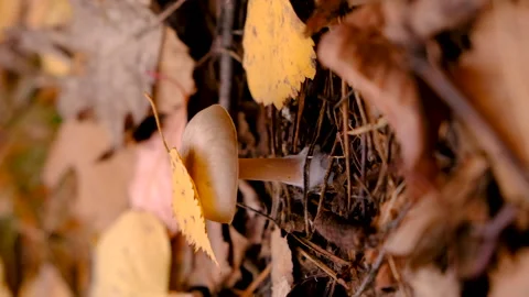 Bad mushrooms in the forest. Selective focus. Stock Footage 293550819