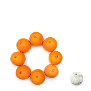 Bad out of the circle Stock Photos