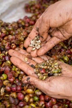 Bad pulping process of coffee cherries, showing broken beans Stock Photos