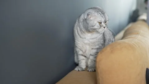Bad Scottish Fold cat with gray striped fur and expressive big eyes sitting Video stock 277639689