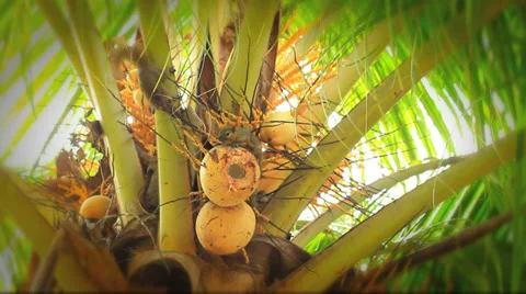 A bad squirrel thinks about stealing a coconut Stock Footage 36090181