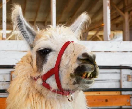 Bad teeth llama Stock Photos