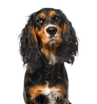 Bad-tempered English Cocker Spaniel, isolated on white,11 months Stock Photos