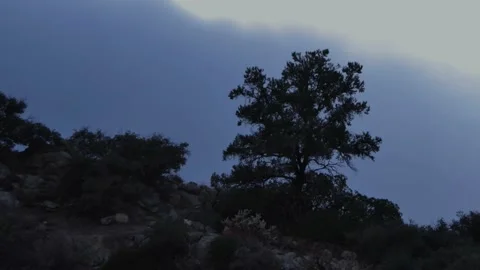 Bad Weather Blowing Trees During After Rain Stock Footage 146753906