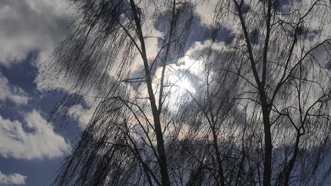Bad weather. Clouds and strong wind sway the trees. Video stock 104349535