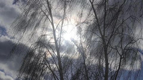 Bad weather. Clouds and strong wind sway the trees. Video stock 104349562
