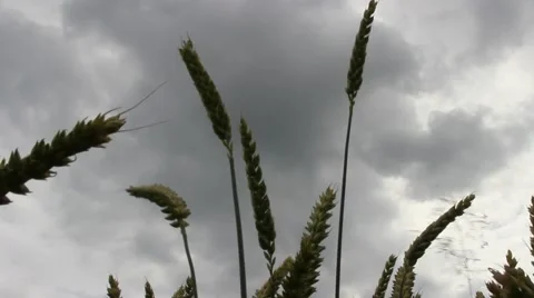 Bad weather front over the cornfield Stock Footage 40297919