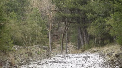 Bad Weather Mountain Path Sicily Falling Snow Pellets Mixed Forest Etna Park Vídeos de archivo 152751171