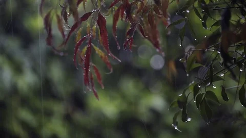 Bad weather raining Stock Footage 75172877