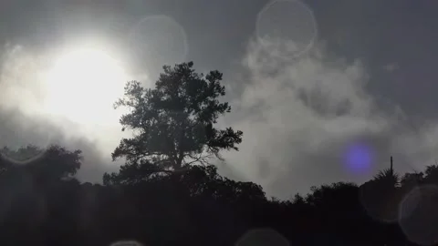 Bad Weather Storm Blowing Trees During Heavy Rain Stock Footage 146754249