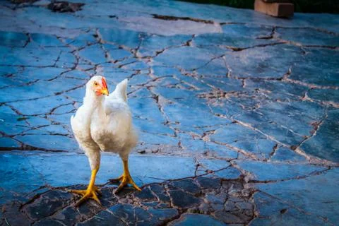 Bad white chicken Foto stock
