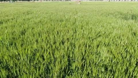 Badahyanggi Theme park Gyeonggi Do Korea Barley Field Vídeo Stock 159598607