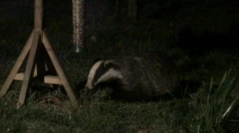 Badger 2 스톡 동영상 344888