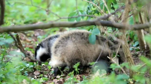 Badger babys Stock Footage 705972
