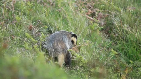 Badger with bedding Video stock 6471920