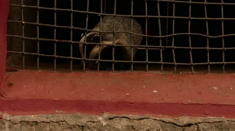 Badger Behind Bars Stock Footage 56343656