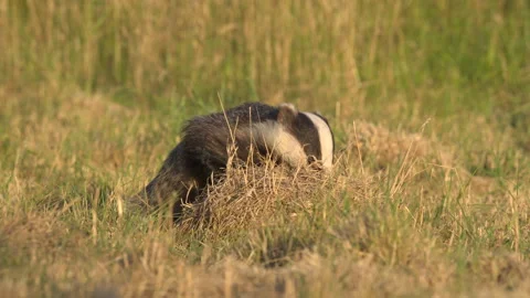Badger close up in evening sunlight Stock Footage 297545410