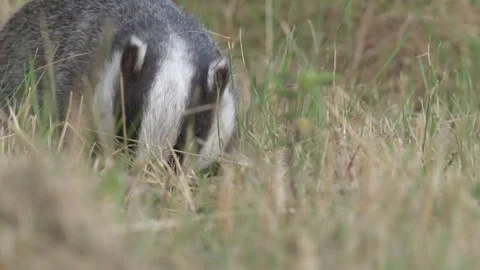 Badger  close up feeding Stock Footage 297544223