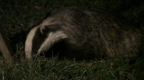 Badger cu 스톡 동영상 344887