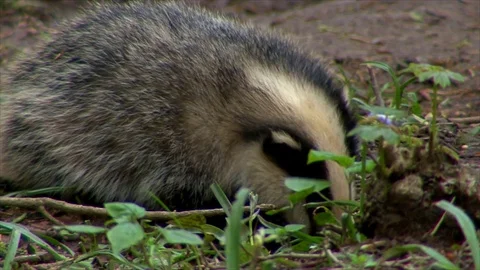 Badger Cub foraging Meles Meles Stock Footage 73924145