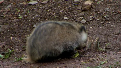 Badger Cub foraging Meles Meles Stock Footage 73924348