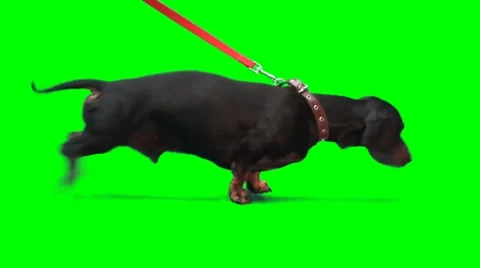 Badger-dog pulls dog's leash Stock Footage 8519131