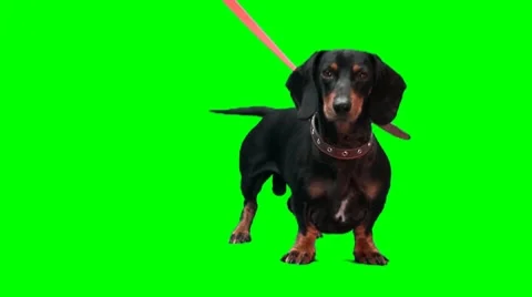 Badger-dog stands Stock Footage 8519123