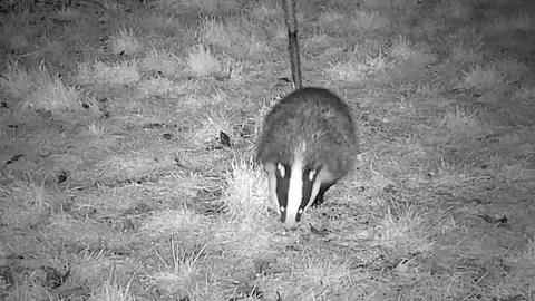 Badger eating at  night Stock Footage 297609016