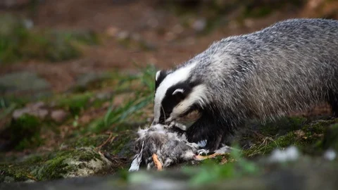 Badger eating a prey in forest Vidéo 122032109
