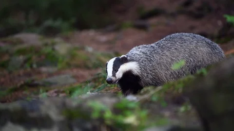 Badger eating a prey in forest Vidéo 122034186