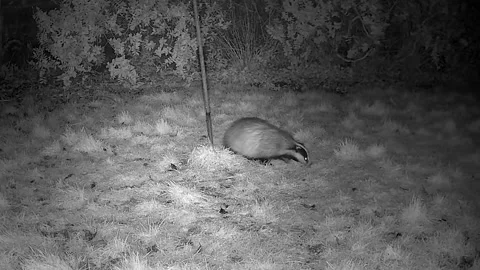 Badger eating  wormong  in grass Stock Footage 297619105