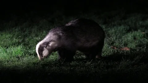 Badger feeding Stock Footage