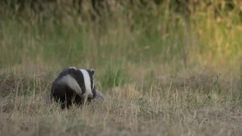 Badger feeding in last light Stock Footage 297545898