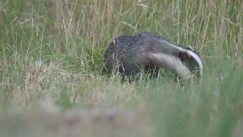 Badger feeding in meadow Stock Footage 297546603