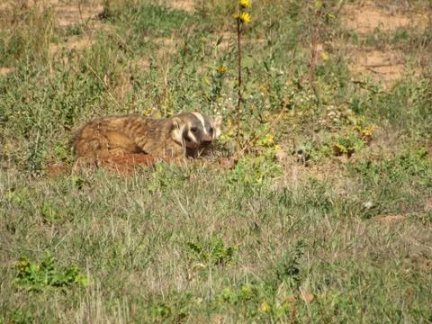 Badger in field Foto stock