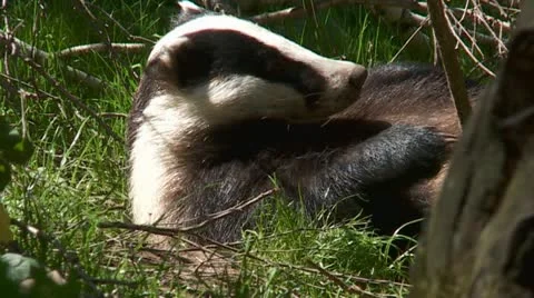 Badger Stock Footage 11289375