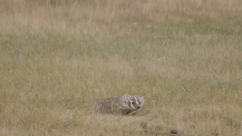 Badger Stock Footage 139326709