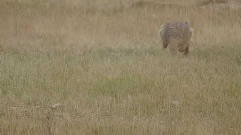 Badger Stock Footage 139478241