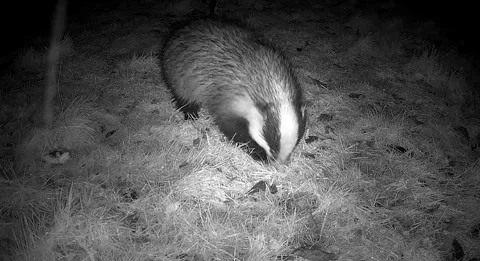 Badger Stock-Footage 299919937