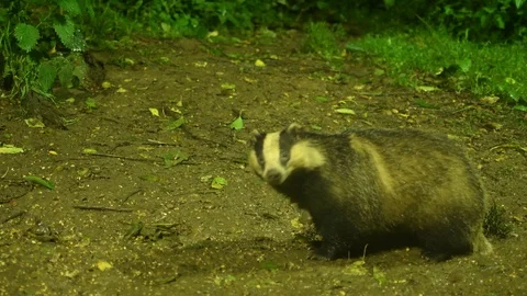 Badger foraging for food Stock Footage 110270429