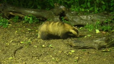 Badger foraging Stock Footage 110298903
