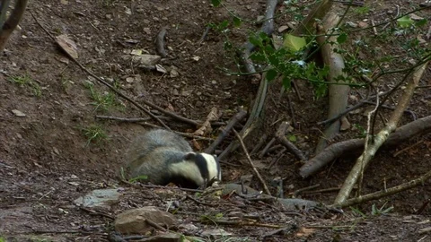 Badger foraging Meles Meles 動画素材 73923637