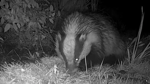 Badger foraging  at night Stock Footage 329379359