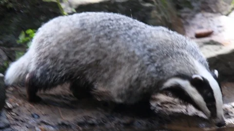 Badger in forest looking for a food Stock Footage 122031891