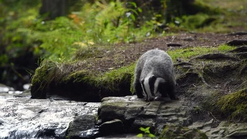 Badger in forest looking for a food Vidéo 122032470