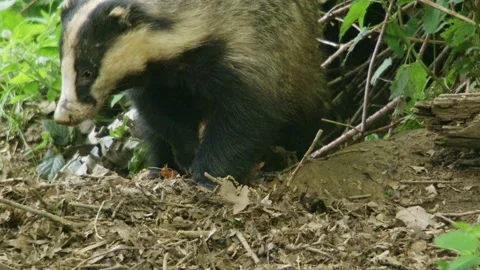 Badger in front of his sett  Stock Footage 273821901