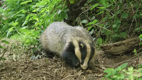 Badger in front of his sett  Stock Footage 273821942