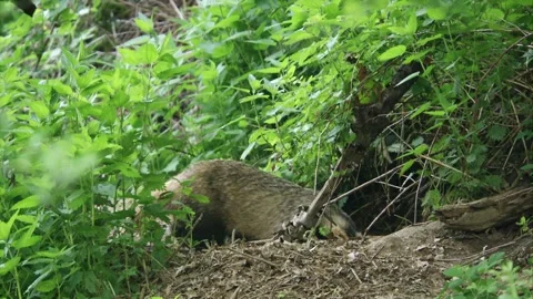 Badger is going into his sett Stock Footage 273821929