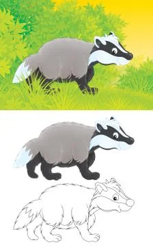 Badger Stock Illustration